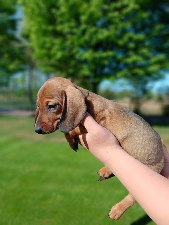 Korthaar dwergteckel pupjes laatste reutje!, Dieren en Toebehoren, Reu, 8 tot 15 weken, Korthaar, Dwerg