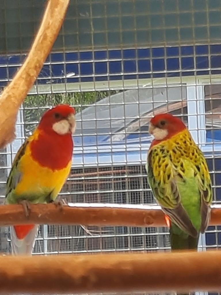 Rosella's, Dieren en Toebehoren, Meerdere dieren, Parkiet, Geringd