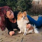 Hondenoppas Vakantie Honden opvang, oppas, Ophalen of Verzenden