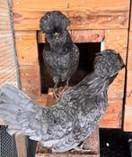 Broedeieren padua blauw gezoomd (baardkuifhoender), Dieren en Toebehoren, Pluimvee, Geslacht onbekend, Kip