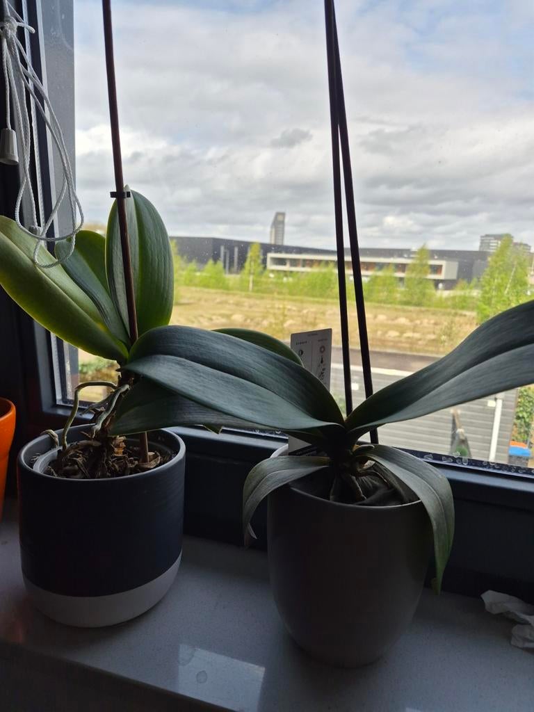 Twee Orchideeën zonder buiten pot- Elegante Kamerplanten, Ophalen, Overige soorten, Halfschaduw, In pot