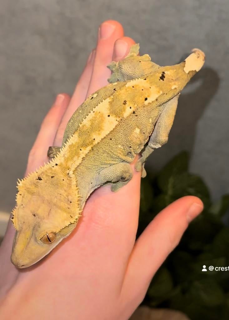 Wimpergekko vrouw, Dieren en Toebehoren, Reptielen en Amfibieën, Hagedis, 3 tot 6 jaar