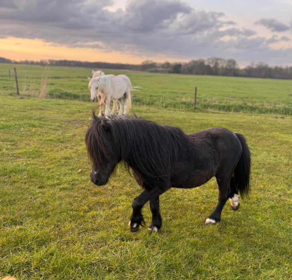 Shetlander hengst, Dieren en Toebehoren, Hengst
