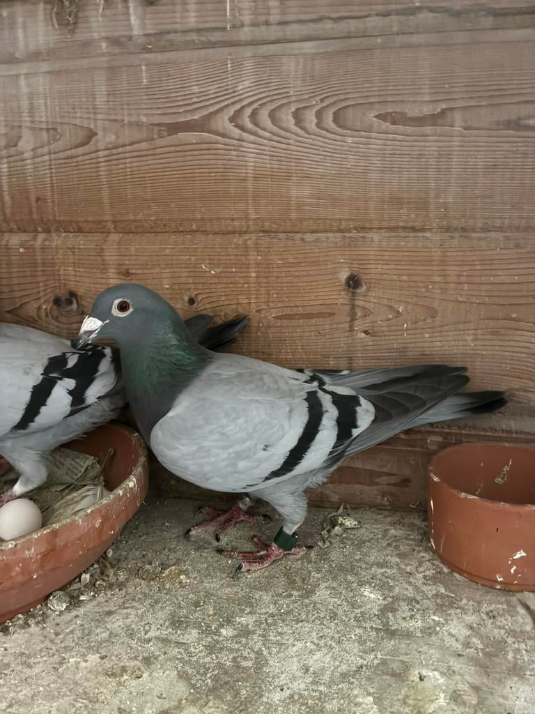 Postduiven duivin, Dieren en Toebehoren, Vogels | Duiven, Vrouwelijk, Postduif
