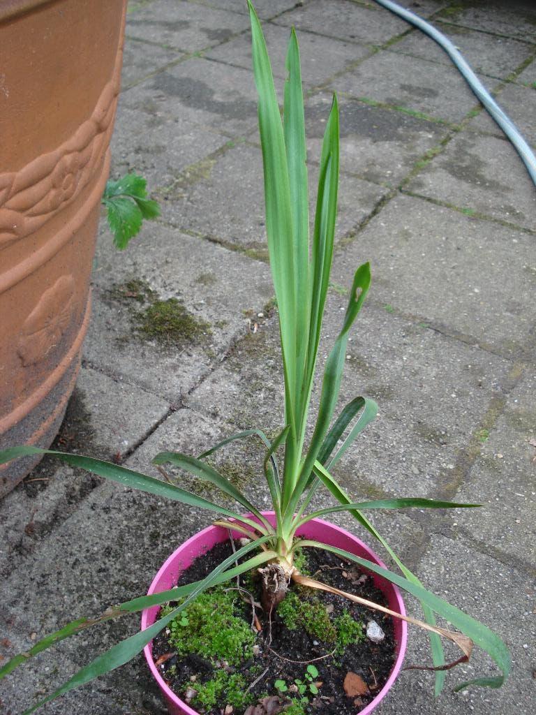 yuca voor buiten, Volle zon, Vaste plant, Zomer, Ophalen