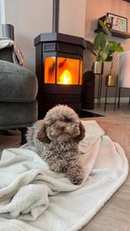 Uitlater in Assendorp gezocht!, Diensten en Vakmensen, Dieren | Honden | Verzorging, Oppas en Les, Uitlaatservice