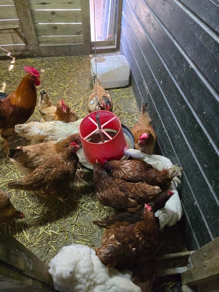 Broedeieren legkippen, Dieren en Toebehoren, Pluimvee, Kip, Geslacht onbekend