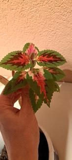 Mooie coleusstekken., Bloeiende kamerplant, Ophalen of Verzenden, Halfschaduw, Minder dan 100 cm