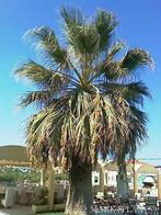 20 x Washingtonia Filifera palm boom zaden, Ophalen, Gehele jaar, Zaad