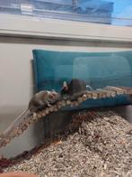 2 koetjes muizen tam, Dieren en Toebehoren, Knaagdieren, Muis, Juli, Vrouwelijk, Tam