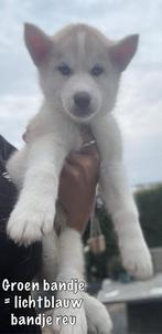 Husky puppy’s mogen nest verlaten, Dieren en Toebehoren, Poolhond, Meerdere, Meerdere dieren, Nederland