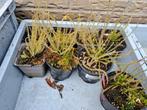 drosera filiformis, winterharde draad zonnedauw, Ophalen, Zomer, Overige soorten, Volle zon