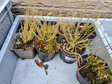 drosera filiformis, winterharde draad zonnedauw beschikbaar voor biedingen