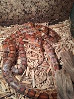 Rode rattenslangen, Dieren en Toebehoren, Reptielen en Amfibieën, Slang, 3 tot 6 jaar