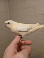 Handtamme catharina parkieten 2025 Limburg België, Dieren en Toebehoren, Meerdere dieren, Parkiet, Geringd