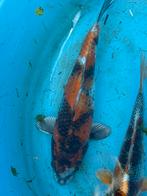 Japanse koi, showa, Karper of Koi