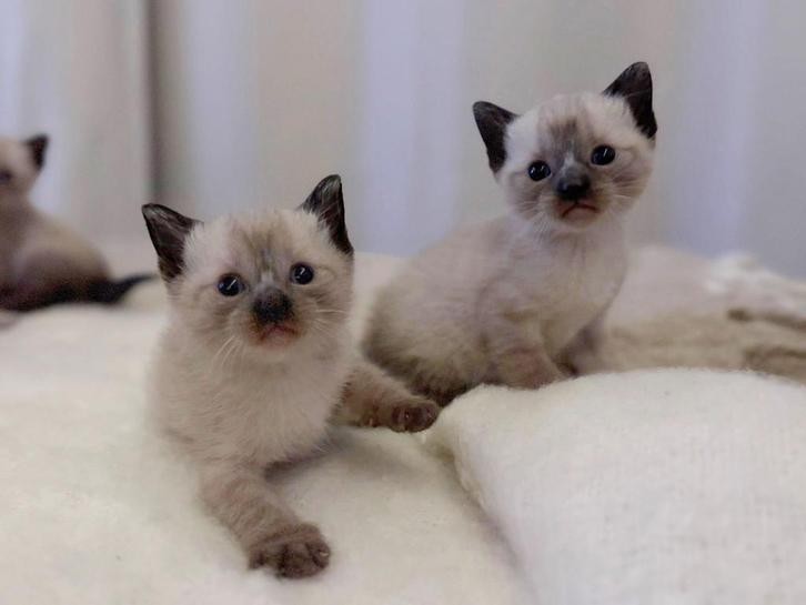 Uniek mooie Siamese kittens te koop bij ons geboren, Dieren en Toebehoren, Katten en Kittens | Raskatten | Korthaar, Meerdere dieren