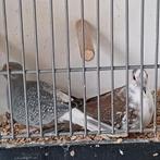 Prachtig koppel diamantduifjes, Dieren en Toebehoren