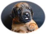 Rhodesian Ridgeback top pups, Overige rassen, CDV (hondenziekte), 8 tot 15 weken, Meerdere
