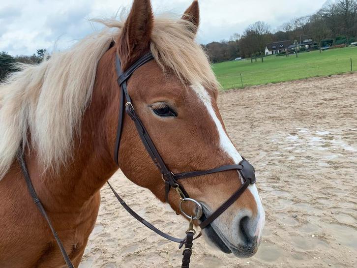 Bruin mexicaans hoofdstel maat cob, Dieren en Toebehoren, Paarden en Pony's | Hoofdstellen en Tuigage, Zo goed als nieuw, Ophalen of Verzenden