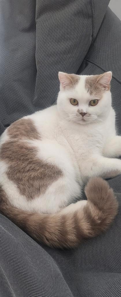 Britse Korthaar BiColor van 17 maanden, Dieren en Toebehoren, Katten en Kittens | Raskatten | Korthaar, Kater, 0 tot 2 jaar, Met stamboom