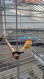 Mannelijk kanarie, Dieren en Toebehoren, Mannelijk, Kleurkanarie