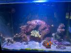 Compleet zee aquarium inclusief toebehoren en accesoires, Dieren en Toebehoren, Vissen | Aquaria en Toebehoren, Ophalen, Gebruikt