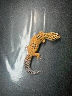 0.1 tangerine bell albino het eclipse luipaardgekko, Dieren en Toebehoren, Reptielen en Amfibieën, Hagedis, Tam, 0 tot 2 jaar
