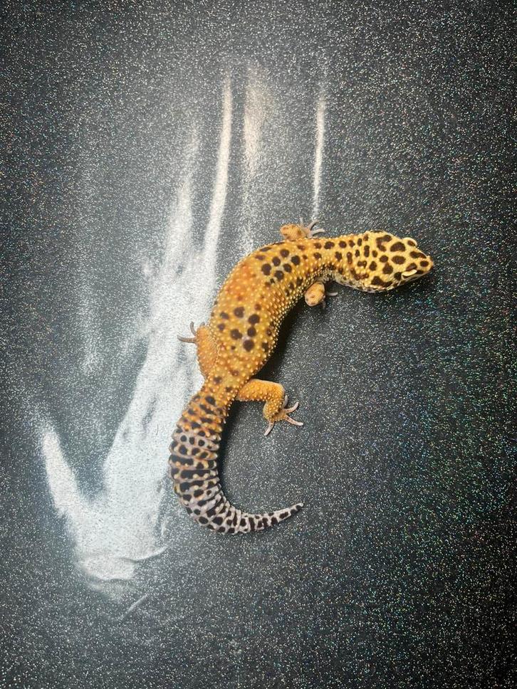 0.1 tangerine bell albino het eclipse luipaardgekko, Dieren en Toebehoren, Reptielen en Amfibieën, Hagedis, 0 tot 2 jaar, Tam
