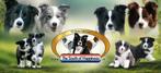 FCI Stamboom Border Collie Showlijn pups verwacht, Dieren en Toebehoren, Honden | Herdershonden en Veedrijvers, CDV (hondenziekte)