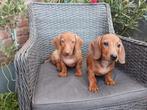 Super knappe speciale kleuren kortharige teckel puppys, 8 tot 15 weken, Korthaar, Dwerg, Meerdere