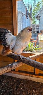 2 Hanen gratis, Dieren en Toebehoren, Vogels | Parkieten en Papegaaien, Mannelijk, Parkiet