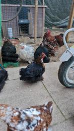 Cochin kriel kuikentje - Hanen, Dieren en Toebehoren, Mannelijk