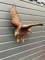 Mooie Buizerd, Mannelijk