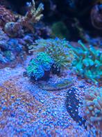Toorts koraal euphyllia, Dieren en Toebehoren, Vissen | Aquariumvissen, Overige typen, Zoutwatervis