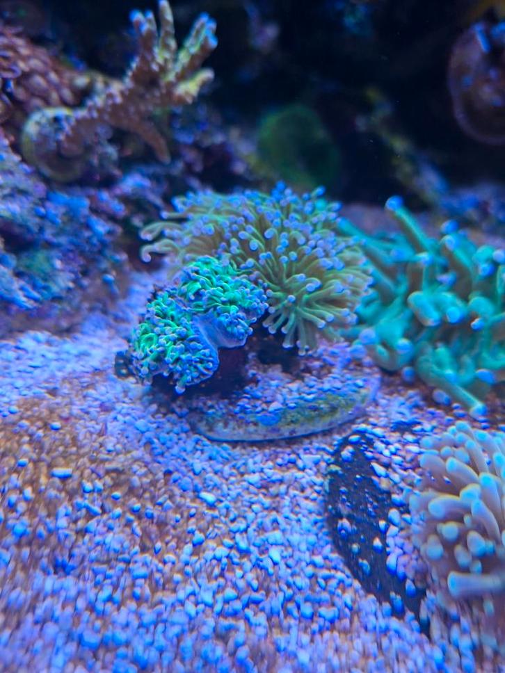 Toorts koraal euphyllia, Dieren en Toebehoren, Vissen | Aquariumvissen, Zoutwatervis, Overige typen