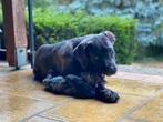 Cane corso, Rabiës (hondsdolheid), Overige rassen, Teef, Eén hond