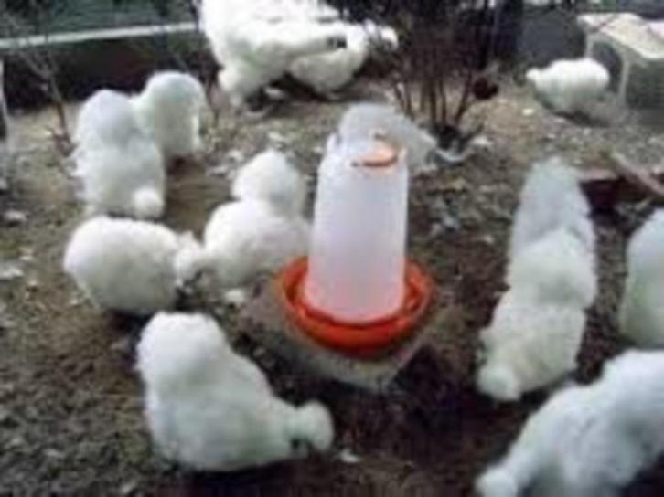 Mooie WITTE Zijdehoen kippen. [hennen], Dieren en Toebehoren, Pluimvee, Kip, Vrouwelijk