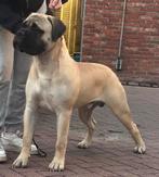 Ter Dekking Aangeboden diverse bullmastiff  dekreuen., Dieren en Toebehoren, Rabiës (hondsdolheid), Reu, Meerdere, 3 tot 5 jaar