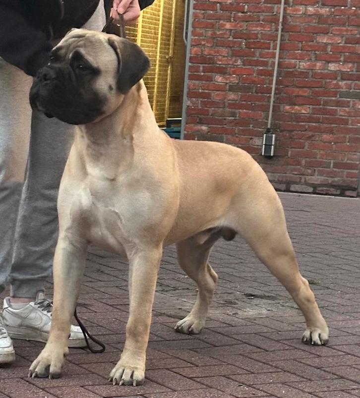 Ter Dekking Aangeboden diverse bullmastiff  dekreuen., Dieren en Toebehoren, Honden | Bulldogs, Pinschers en Molossers, Reu, Fokker | Hobbymatig