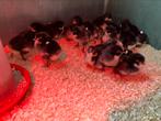 Australorp ( groot ) kuikens, zwart, Dieren en Toebehoren, Pluimvee, Geslacht onbekend, Kip