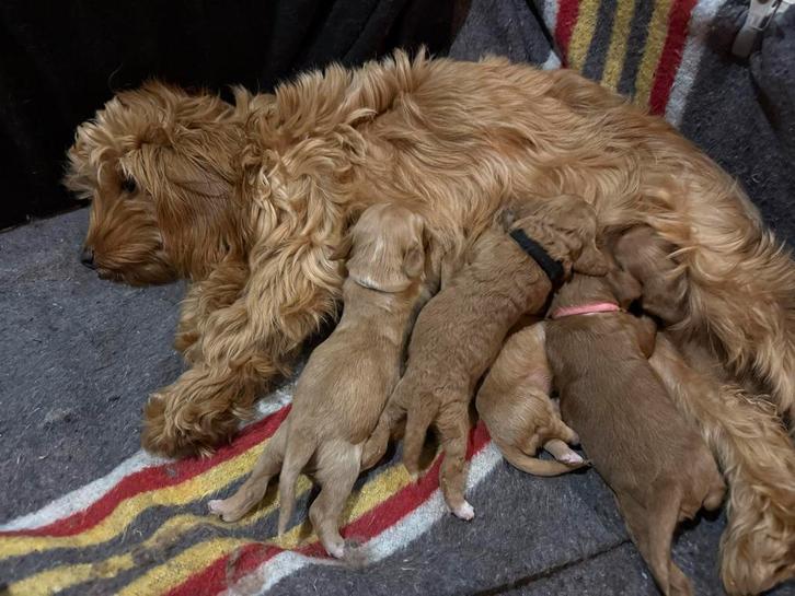 Maltipoo x - Boomer pups, Dieren en Toebehoren, Honden | Niet-rashonden, Klein, Meerdere dieren, Particulier, Meerdere, Nederland