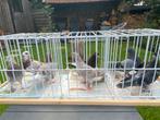 Birmimgham rollers, Dieren en Toebehoren, Meerdere dieren, Tuimelaar of Roller