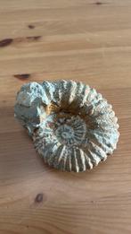 Ammoniet, Verzamelen, Ophalen, Fossiel