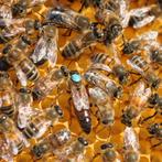 Met spoed op zoek naar bijenvolken – direct ophalen, Overige soorten