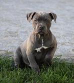 Amerikaanse Stafford pups, Dieren en Toebehoren, Honden | Jack Russells en Terriërs, België, CDV (hondenziekte), 8 tot 15 weken