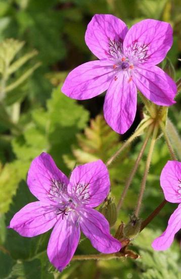 Zaden Reigerbek (Erodium manescavii) beschikbaar voor biedingen