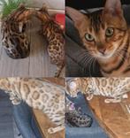 Bengaal kittens met stamboom🐆🌳, Dieren en Toebehoren, Poes, Met stamboom