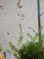 Guppen, Dieren en Toebehoren, Ophalen, Zo goed als nieuw