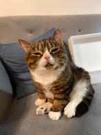 Kattenopvang bij mij thuis (Catsitting)